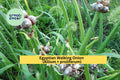 Egyptian Walking Onion Set of 5 Bare Root Plants | Allium × proliferum Perennial Vegetable for Edible Gardens