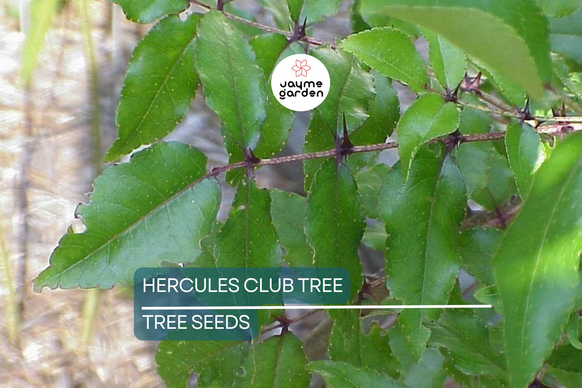 20 Hercules' Club Tree Seeds - Zanthoxylum clava-herculis, Prickly Ash, Rare Fast-Growing Tree, Spiky Bark, Full Sun, USDA Zones 7-9