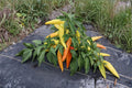 Hungarian Yellow Wax Hot Pepper Seeds – Heirloom, Bright Yellow Fruits, Mild-Medium Heat, Capsicum annuum, 30 Seeds