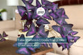 False Shamrock Plant – Oxalis Triangularis, 6-12” Ornamental Purple Foliage for Indoor & Garden Decor