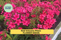 Red Flame Phlox Seeds – Perennial Bright Red Clusters for Borders, Pollinator Gardens, Cottage Gardens – Phlox paniculata, 100+ Seeds