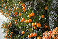 Orange Tree Scions 4 Pack, Citrus sinensis Fruit Tree Cuttings for Grafting, Full Sun, Well-Draining Soil
