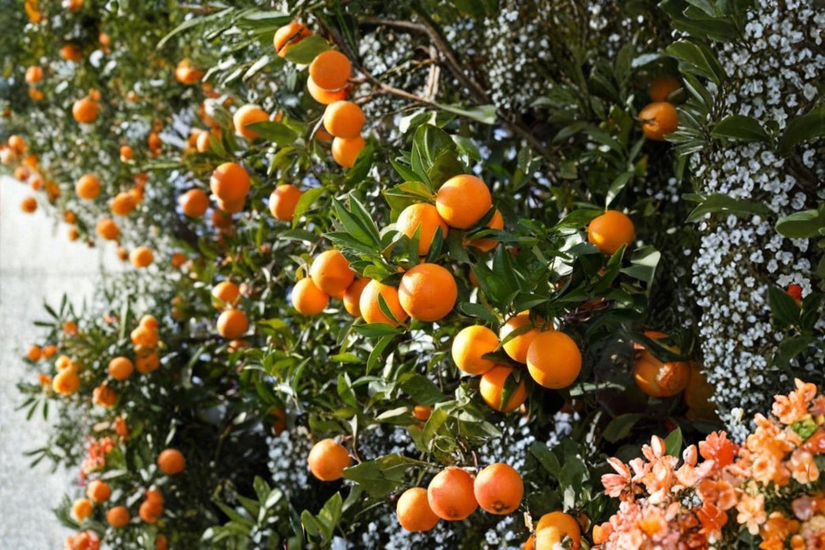 Orange Tree Scions 4 Pack, Citrus sinensis Fruit Tree Cuttings for Grafting, Full Sun, Well-Draining Soil