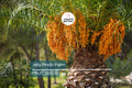 10 Jelly Pindo Palm Tree Seeds (Butia capitata) – Cold Hardy Tropical Fruit-Bearing Palm for Landscaping & Containers