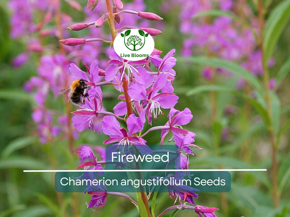 500 Fireweed Seeds, Chamerion angustifolium, Perennial Wildflower, Native Pollinator Plant for Gardens and Prairie Restoration