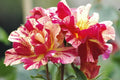 Super Rare Degas Rose Cuttings – 3 Unrooted Rosa ‘Degas’ Striped Yellow-Red Rose