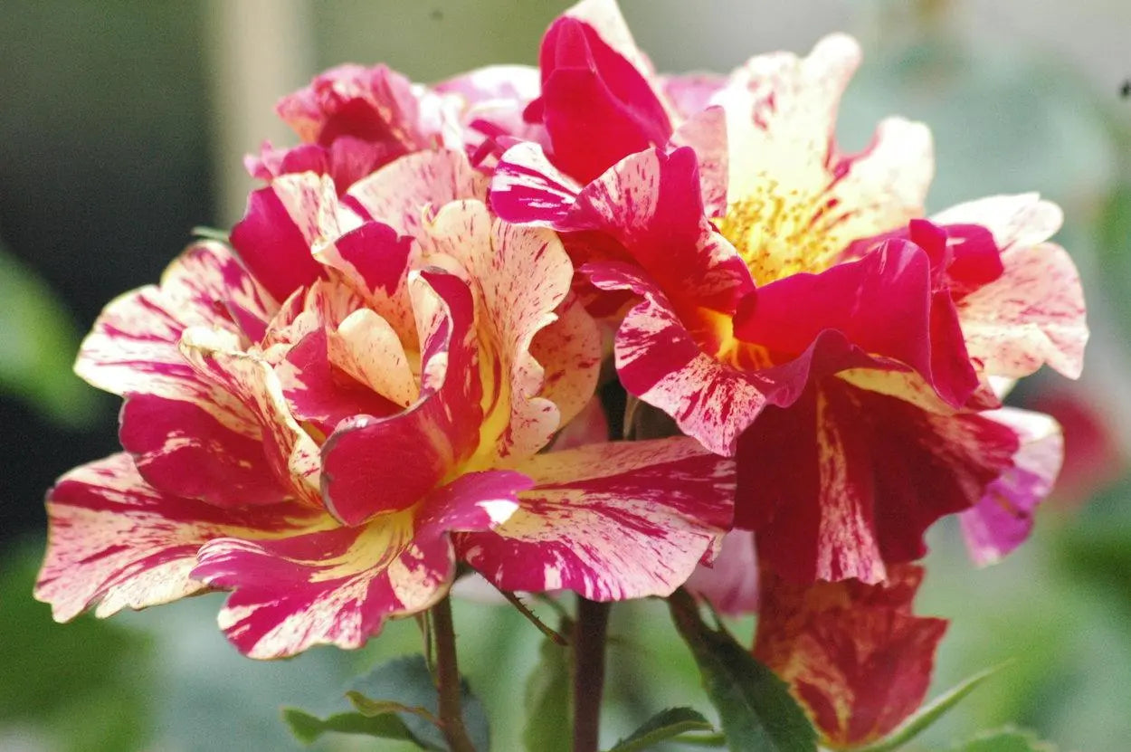 Super Rare Degas Rose Cuttings – 3 Unrooted Rosa ‘Degas’ Striped Yellow-Red Rose
