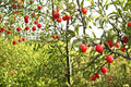 Chickasaw Plum Tree - 2 Live Bare Root Plants - Prunus angustifolia - Edible Fruit & Ornamental Spring Blossoms