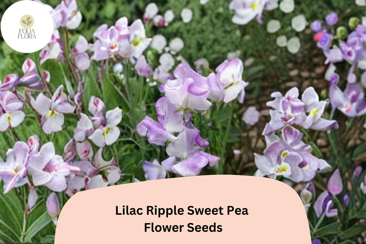 Lilac Ripple Sweet Pea Seeds | Lathyrus odoratus Climbing Vine with Lilac Purple Flowers | Garden, Cottage, Ornamental Plant