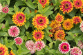 Swizzle Mix Zinnia Seeds - 100+ Bi-Color Flowers for Cut Flowers & Pollinator Gardens, Zinnia elegans, 3-4" Bloom Size