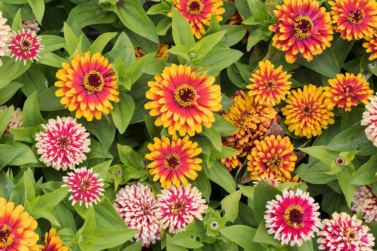 Swizzle Mix Zinnia Seeds - 100+ Bi-Color Flowers for Cut Flowers & Pollinator Gardens, Zinnia elegans, 3-4" Bloom Size