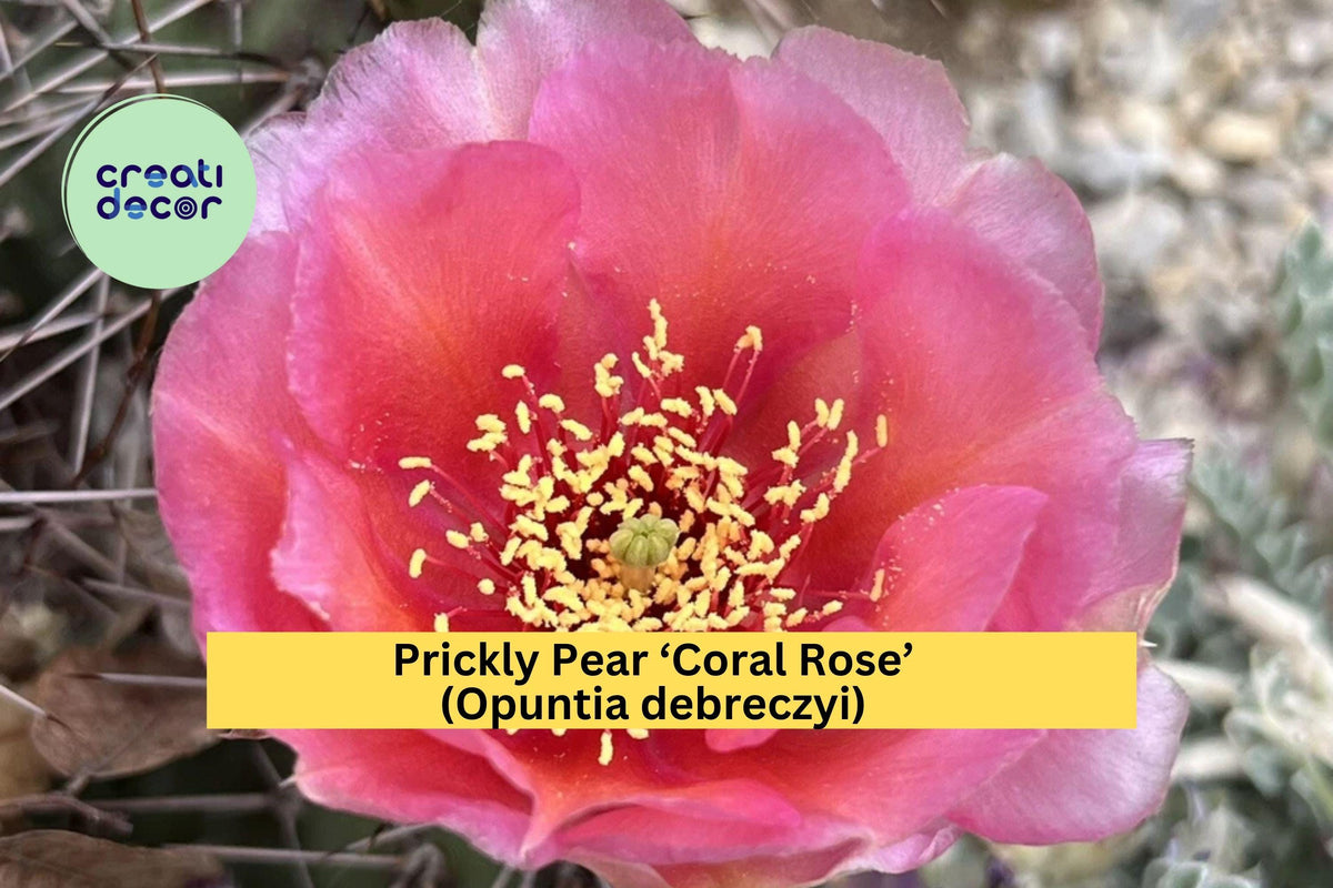 Prickly Pear Cactus Cutting Coral Rose – Opuntia debreczyi – Drought-Tolerant Cold Hardy Succulent for Rock Gardens and Xeriscapes