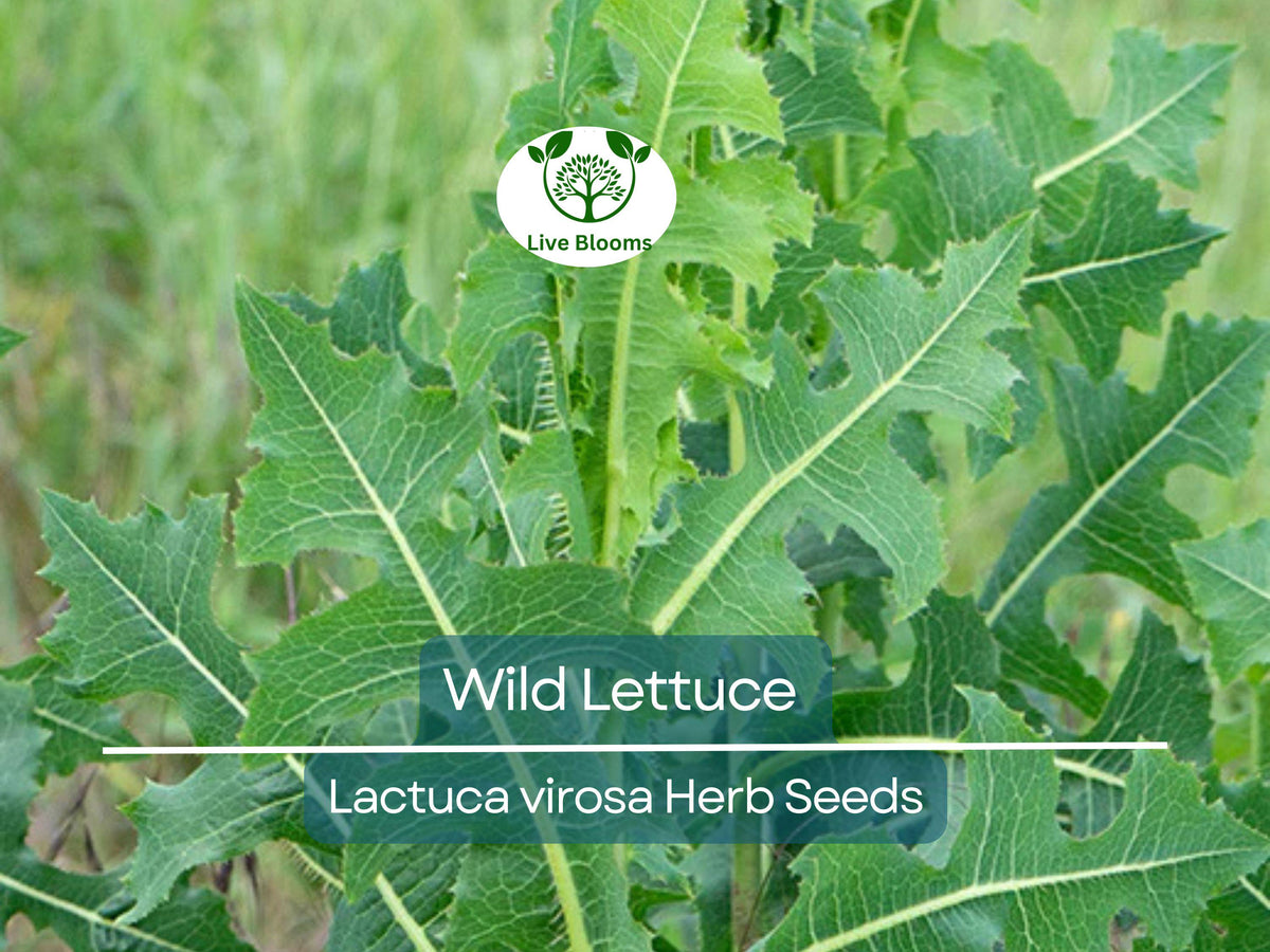 25 Wild Lettuce Seeds - Organic Lactuca Virosa Herb Seeds for Home Gardening and Planting
