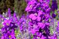 Verbascum Seeds – Mix Colors, Purple Mullein, Perennial Flower Seeds, 300 PCS, Garden, Butterfly Attracting, Full Sun