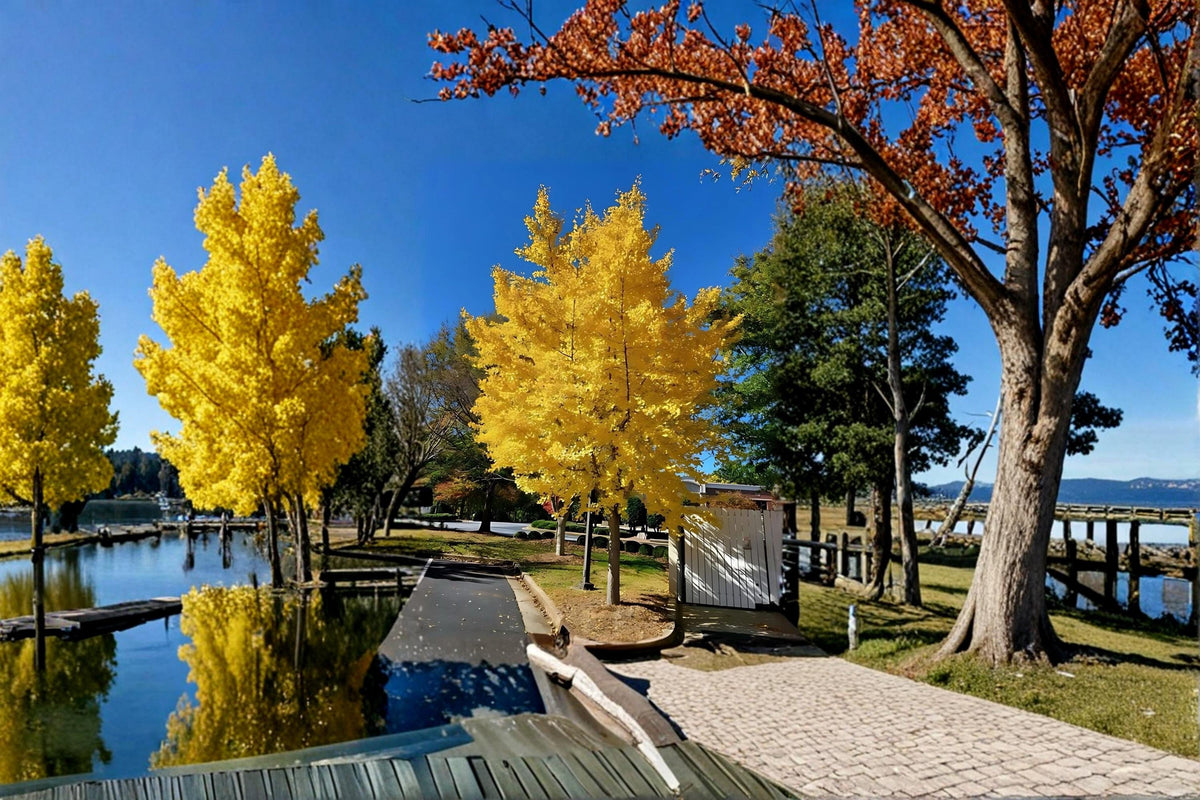 Ginkgo Biloba Live Tree 1–2 ft Tall Maidenhair Tree Ornamental Deciduous Botanical