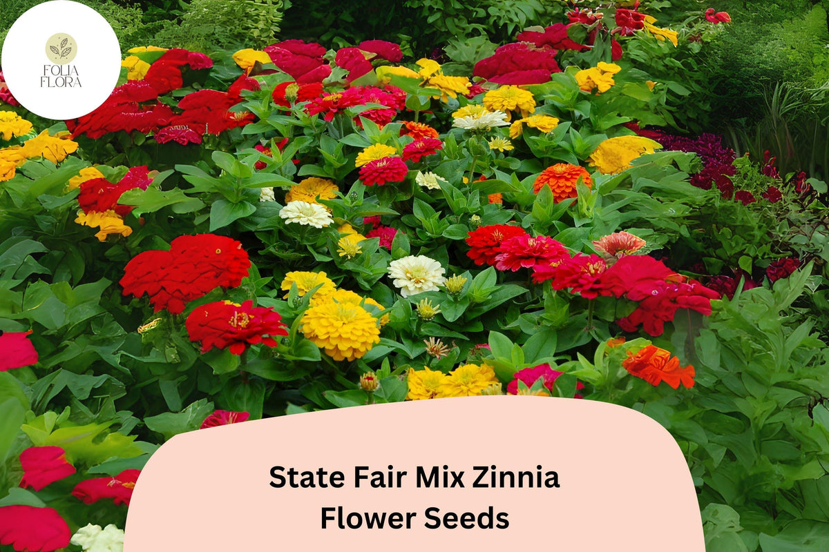 100+ State Fair Mix Zinnia Seeds – Bright Colorful Annual Flowers for Garden, Borders & Cut Flowers, Zinnia elegans