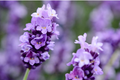 Lavender Seeds - Ellagance Snow White - Lavandula Angustifolia Perennial Herb Garden Flowers - 20 PCS