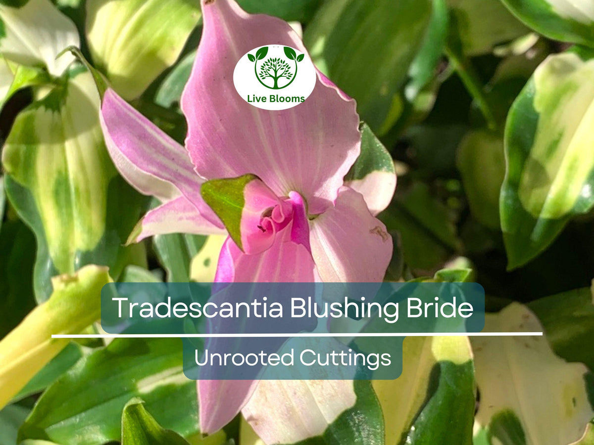 Unrooted Plant Cuttings - Variegated Tradescantia Blushing Bride - Pink & White Leaves - Indoor Gardening Propagation