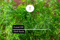 Dukat Dill Seeds, Anethum graveolens, Aromatic Culinary Herb, Fast-Growing, Pollinator-Friendly, 500 Seeds