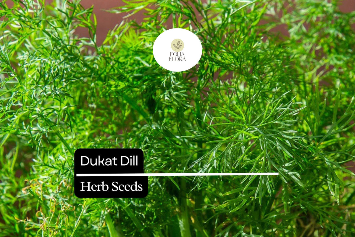 Dukat Dill Seeds, Anethum graveolens, Aromatic Culinary Herb, Fast-Growing, Pollinator-Friendly, 500 Seeds