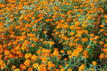 Starbright Mix Zinnia Seeds - 100+ Colorful Flower Seeds for Pollinator Gardens, Cut Flowers, Compact 12-24" Zinnia elegans