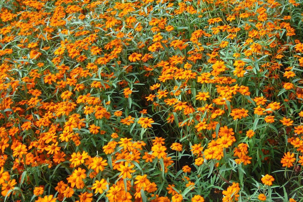 Starbright Mix Zinnia Seeds - 100+ Colorful Flower Seeds for Pollinator Gardens, Cut Flowers, Compact 12-24" Zinnia elegans