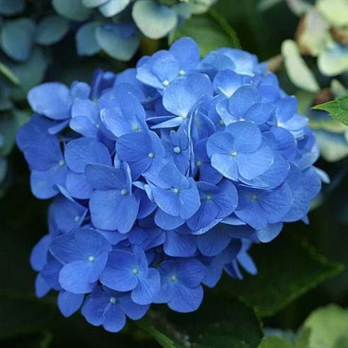 Blue Hydrangea Bushes – 18-Inch Bareroot Perennial Shrubs with Large Blue Flowers, Fragrant Blooms, Landscape Plant