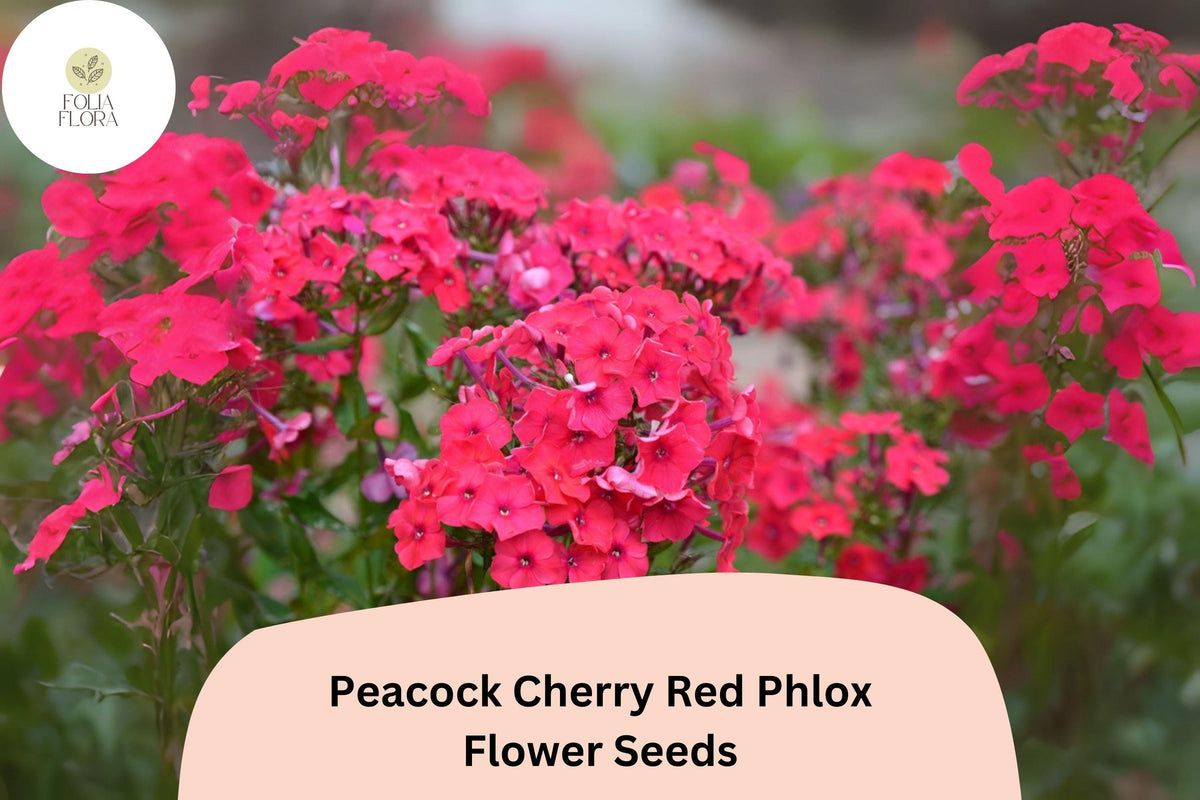 100+ Peacock Cherry Red Phlox Seeds – Bright Red Perennial Flowers, Phlox paniculata for Borders, Cottage Gardens, Pollinator Garden