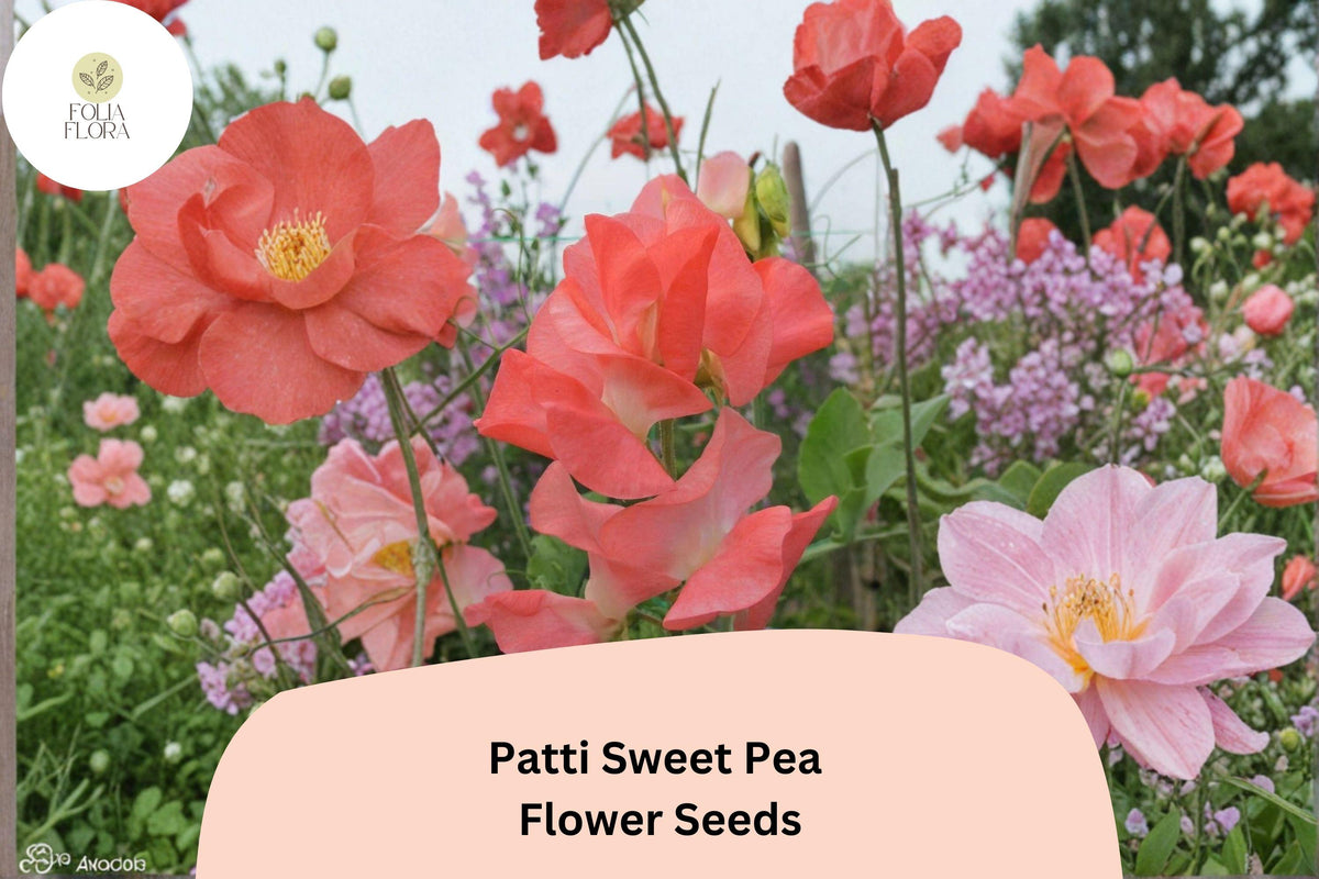 Patti Sweet Pea Seeds | Climbing Vine, Fragrant Flowers, Lathyrus odoratus, Garden Planting, 50+ Seeds