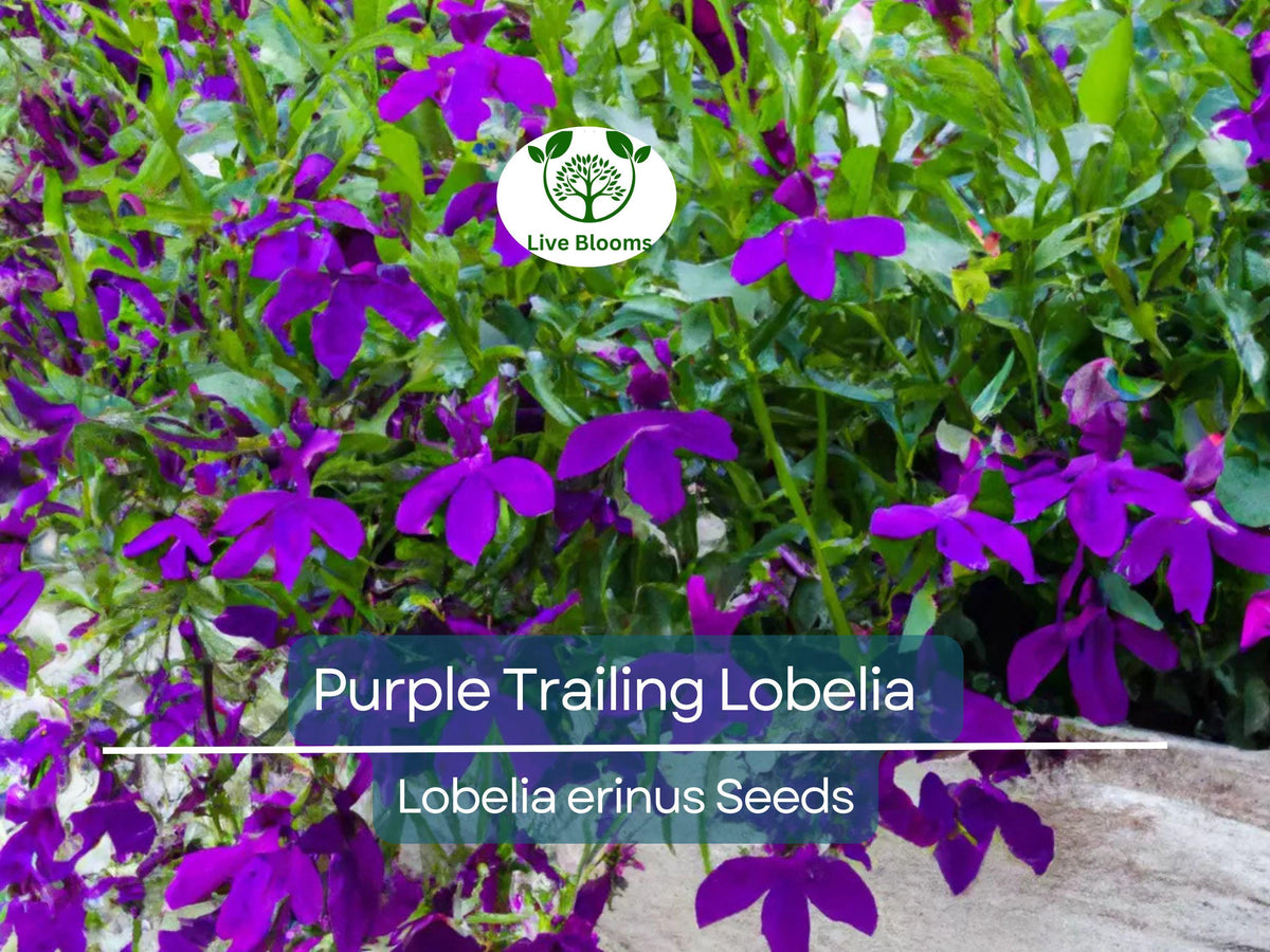 Purple Trailing Lobelia Seeds, Ground Cover & Hanging Basket, Vibrant Purple Blooms, Lobelia erinus, Annual Flower, Easy to Grow