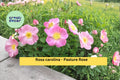Pasture Rose Seeds Rosa carolina Native Pink Wildflower Garden Shrub, 10 Count