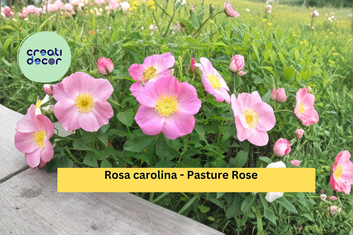 Pasture Rose Seeds Rosa carolina Native Pink Wildflower Garden Shrub, 10 Count