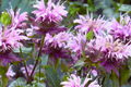 Wild Bergamot Seeds - 600 Open-Pollinated Monarda fistulosa Perennial for Pollinators, Aromatic Lavender Flowers