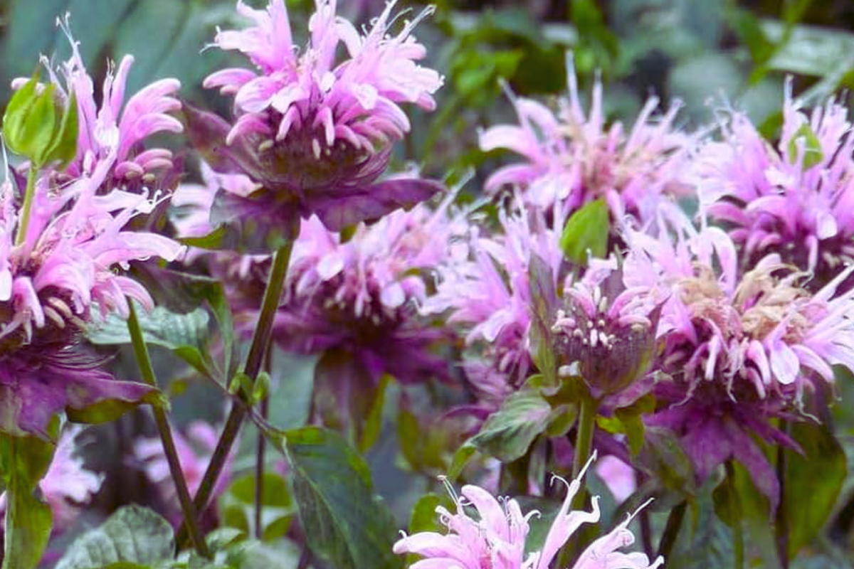 Wild Bergamot Seeds - 600 Open-Pollinated Monarda fistulosa Perennial for Pollinators, Aromatic Lavender Flowers