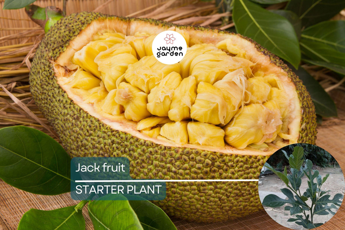Live Jackfruit Tree Starter – Tropical Fruit Tree, Artocarpus heterophyllus, Vegan-Friendly, High-Yield, Versatile, Sustainable Garden Plant