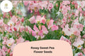 Rosay Sweet Pea Seeds | Soft Pink Blooms | Climbing Annual Vine | Lathyrus odoratus | Garden Flower Seeds (50+ Seeds)