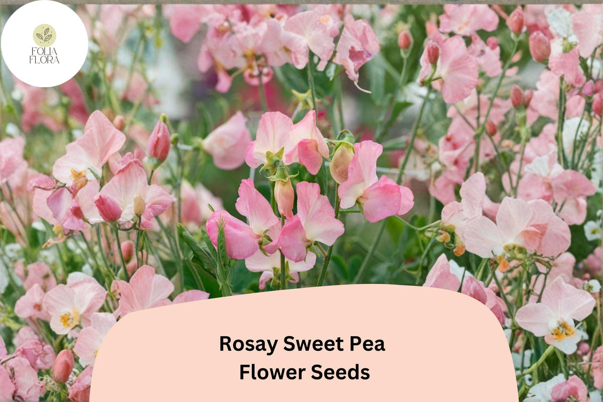 Rosay Sweet Pea Seeds | Soft Pink Blooms | Climbing Annual Vine | Lathyrus odoratus | Garden Flower Seeds (50+ Seeds)