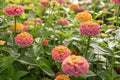 Unicorn Mix Zinnia Seeds - Pastel Flowers for Butterfly Garden & Cut Flowers - Zinnia elegans - Easy to Grow, USA Grown