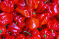 Red Scotch Bonnet Pepper Seeds - Organic, Non-GMO, Capsicum chinense, Spicy Peppers for Salsas & Cooking, 25+ Seeds