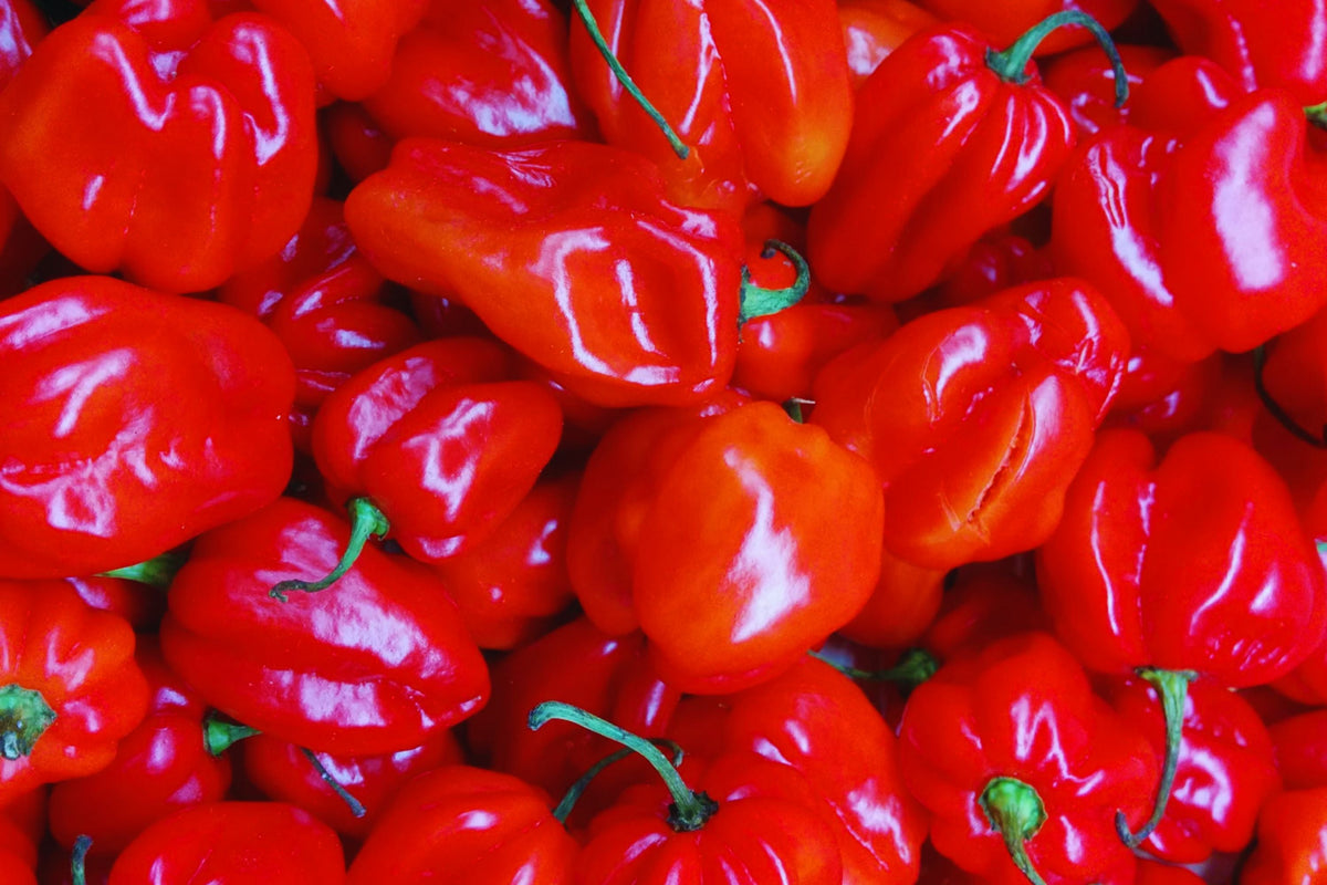 Red Scotch Bonnet Pepper Seeds - Organic, Non-GMO, Capsicum chinense, Spicy Peppers for Salsas & Cooking, 25+ Seeds