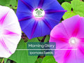 Morning Glory Vine Seeds Mix – Heirloom, Non-GMO, Vibrant Ipomoea Flower Seeds for Climbing Vines, Fences, and Garden Arbors
