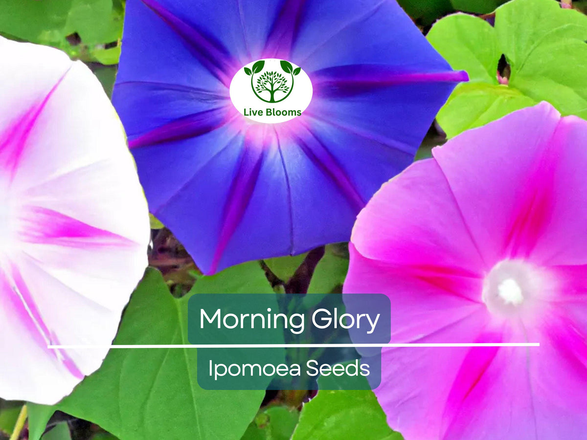 Morning Glory Vine Seeds Mix – Heirloom, Non-GMO, Vibrant Ipomoea Flower Seeds for Climbing Vines, Fences, and Garden Arbors
