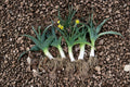 American Flag Leek Seeds – Heirloom Allium ampeloprasum var. porrum, Long White Shafts, Cold-Hardy, Vegetable Garden, Fall Harvest