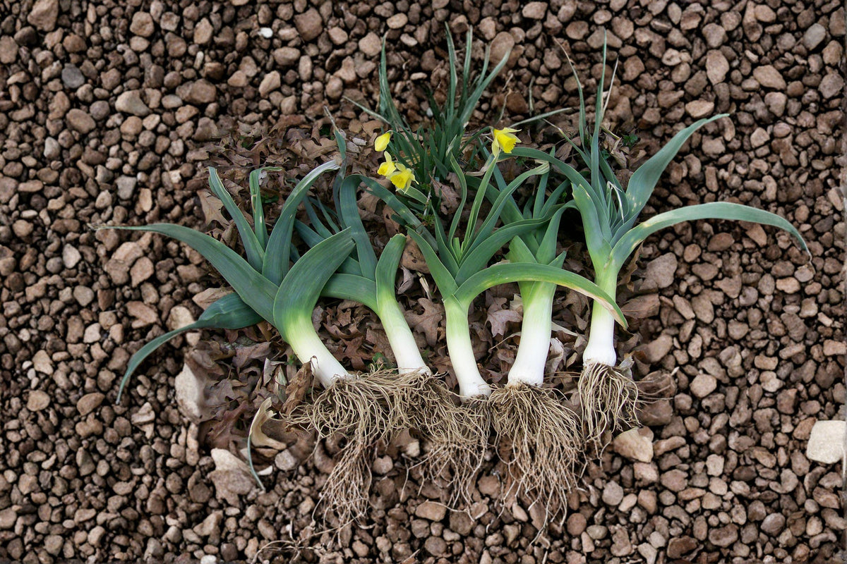 American Flag Leek Seeds – Heirloom Allium ampeloprasum var. porrum, Long White Shafts, Cold-Hardy, Vegetable Garden, Fall Harvest