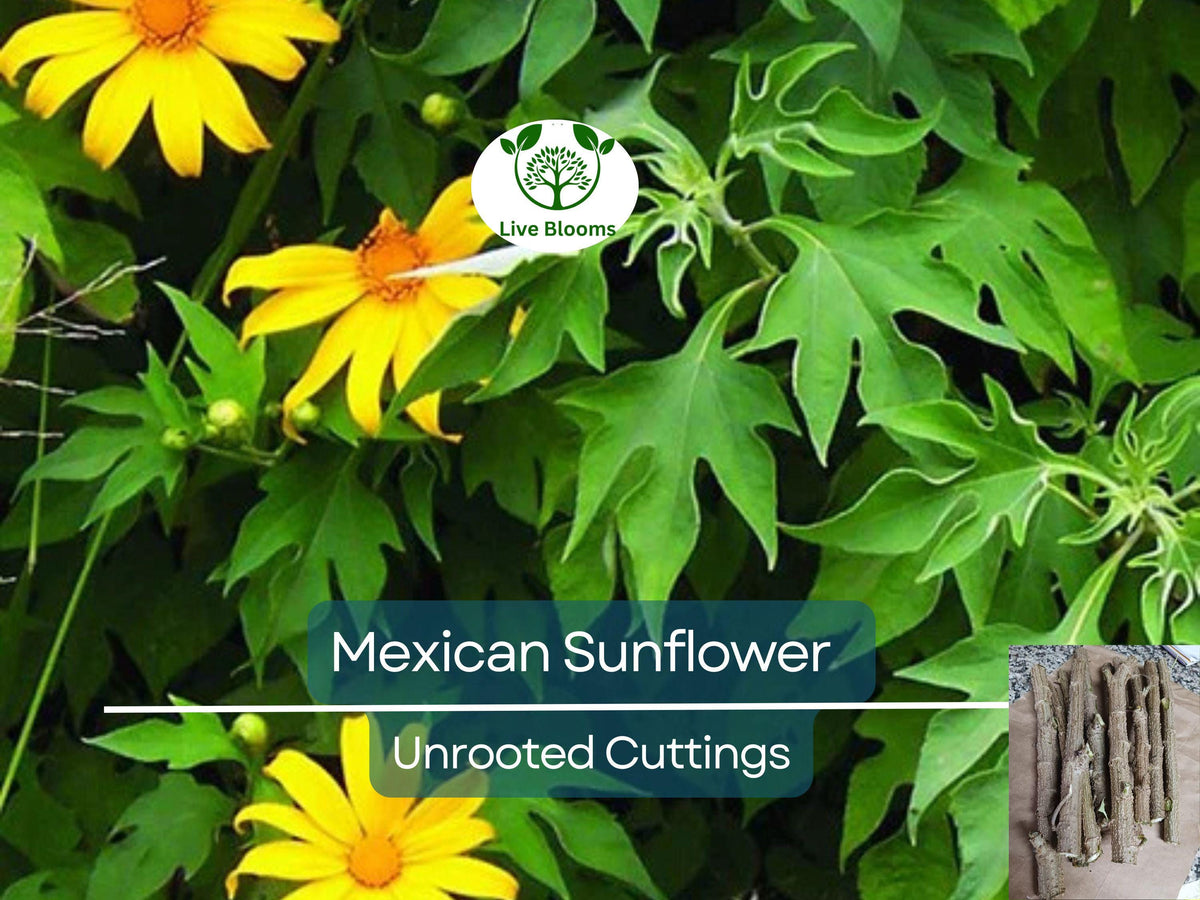 10 Organic Mexican Sunflower (Tithonia diversifolia) Unrooted Cuttings – Perennial, Bright Yellow Flowers, Fast-Growing, Easy to Propagate