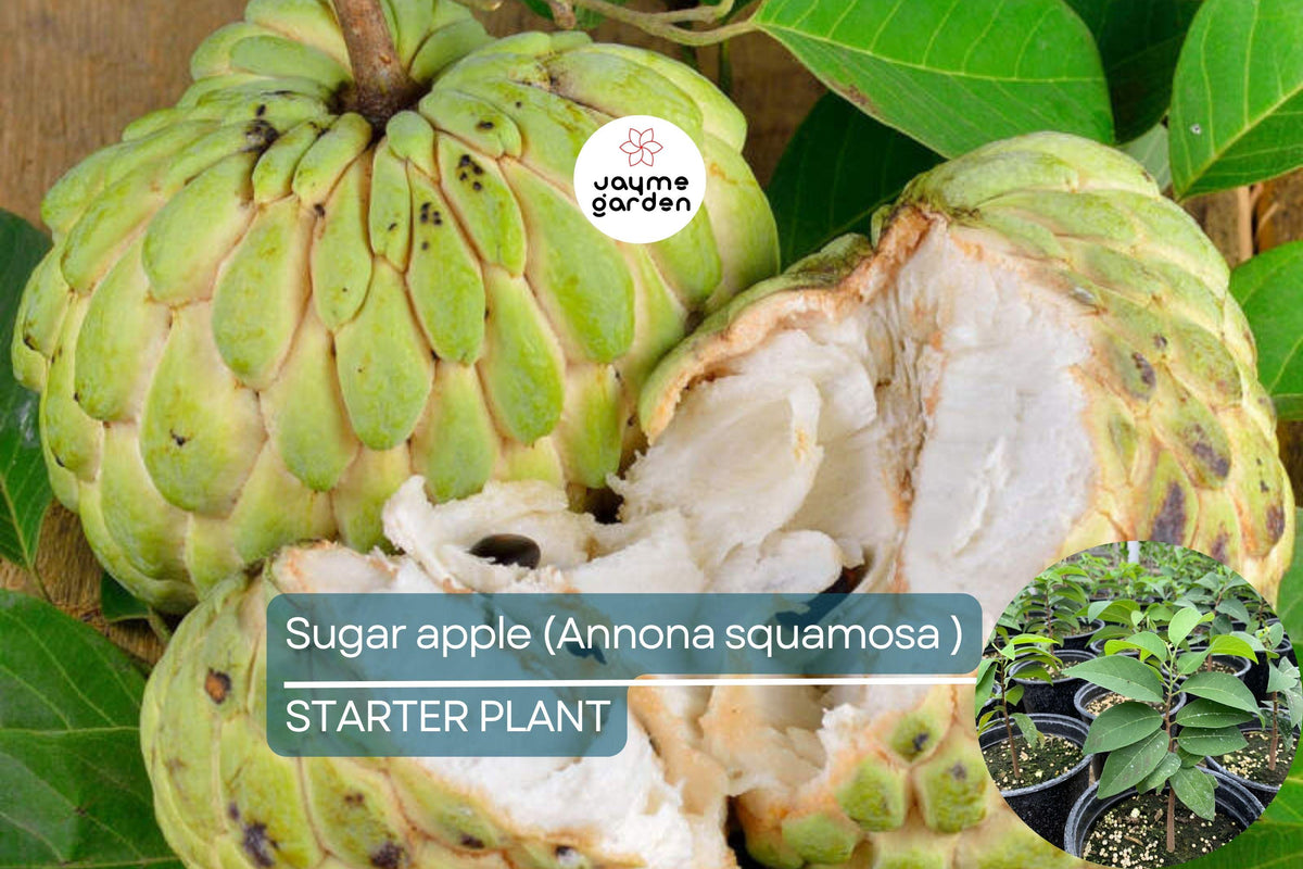 Live Sugar Apple Tree 12-24 Inches | Custard Apple Tree Annona squamosa Tropical Fruit Plant for Garden or Patio