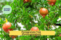 Pomegranate Tree – Live Rooted Plant – Punica granatum – Hardy Fruiting Shrub with Bright Orange-Red Flowers