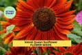 Velvet Queen Sunflower Seeds 3 Pack – Deep Red Burgundy Blooms, Pollinator-Friendly Helianthus annuus