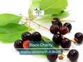 Black Cherry Tree Seeds | Prunus serotina | Edible Fruit, High Yield, Hardy, Self-Pollinating, Garden & Orchard Plant