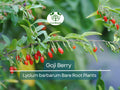 Goji Berry Plants & Cuttings – Lycium barbarum – Superfruit Shrubs for Growing, Drought-Tolerant, Live Bare Root & Propagation Starter
